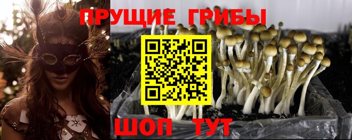 Псилоцибиновые грибы мицелий  Вход с VPN  Черняховск 
